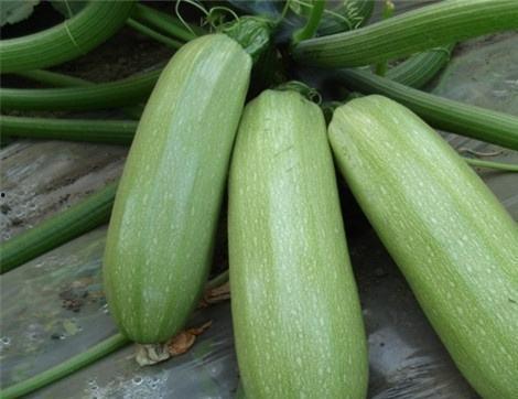 有没有好多瓜可以吃,盘点那些让人垂涎欲滴的瓜果美食