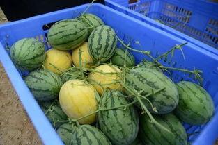 有哪些吃瓜的群,盘点各大热门吃瓜群组