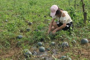 挑战吃瓜干净,揭秘瓜果界的清洁革命