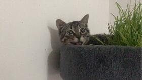 猫瓜草怎样吃,猫瓜草的多样食用方法探索