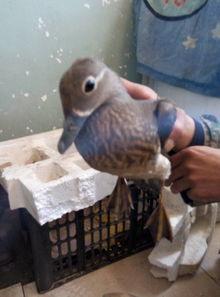 鸟吃地里的瓜,自然界的和谐共舞